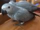 African Grey Parrot Birds for sale in Pasadena, TX, USA. price: NA