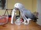 African Grey Parrot Birds for sale in Atlanta, GA 30303, USA. price: NA