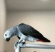 African Grey Parrot Birds for sale in Atlanta, GA 30303, USA. price: $600