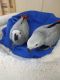 African Grey Parrot Birds for sale in Sacramento, CA 95820, USA. price: NA