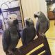 African Grey Parrot Birds for sale in Houston, TX, USA. price: $650
