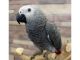 African Grey Parrot Birds for sale in Orlando, FL 32818, USA. price: $600