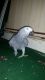 African Grey Parrot Birds for sale in MAFB GUN ANNX, AL 36114, USA. price: NA