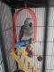 African Grey Parrot Birds for sale in Miami, FL 33155, USA. price: $600