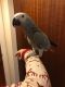 African Grey Parrot Birds for sale in Detroit, MI, USA. price: $600