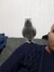 African Grey Parrot Birds for sale in Boston, MA, USA. price: $600