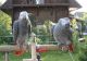 African Grey Parrot Birds for sale in Calabasas, CA, USA. price: $500