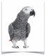 African Grey Parrot Birds for sale in Vancouver, WA, USA. price: NA