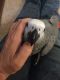 African Grey Parrot Birds for sale in Orlando, FL 32818, USA. price: $600