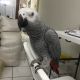 African Grey Parrot Birds for sale in St. Louis, MO, USA. price: $500