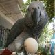 African Grey Parrot Birds for sale in Aurora Ave N, Seattle, WA, USA. price: $800