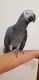 African Grey Parrot Birds for sale in Atlanta, GA, USA. price: $520