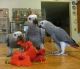 African Grey Parrot Birds for sale in Tecate, CA 91987, USA. price: NA