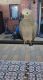 African Grey Parrot Birds for sale in Grand Junction, CO, USA. price: NA