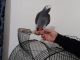 African Grey Parrot Birds for sale in Tallahassee, FL, USA. price: NA