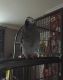 African Grey Parrot Birds for sale in Boise, ID, USA. price: $400