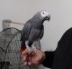 African Grey Parrot Birds for sale in Hays, KS 67601, USA. price: NA