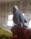 African Grey Parrot Birds for sale in Reston, VA, USA. price: NA