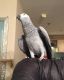African Grey Parrot Birds for sale in Clarksville, TN, USA. price: NA