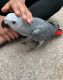 African Grey Parrot Birds for sale in Bedford, NH, USA. price: NA