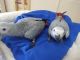 African Grey Parrot Birds for sale in Los Angeles, CA 90005, USA. price: NA