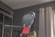 African Grey Parrot Birds for sale in Odessa, TX, USA. price: NA