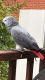 African Grey Parrot Birds for sale in Pennsylvania Turnpike, Pennsylvania, USA. price: NA