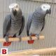 African Grey Parrot Birds for sale in CA-1, Morro Bay, CA, USA. price: NA