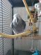 African Grey Parrot Birds for sale in Grandville, MI, USA. price: NA
