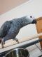 African Grey Parrot Birds for sale in Charlottesville, VA, USA. price: NA