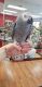 African Grey Parrot Birds for sale in Phelan, CA 92371, USA. price: $1,000