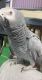 African Grey Parrot Birds for sale in Glendale, CA, USA. price: NA