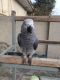 African Grey Parrot Birds for sale in Shreveport, LA, USA. price: $300