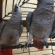 African Grey Parrot Birds for sale in Orange County, CA, USA. price: NA