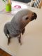 African Grey Parrot Birds for sale in 1522 Medford Dr, Charlotte, NC 28205, USA. price: NA