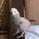 African Grey Parrot Birds for sale in Charlevoix, MI 49720, USA. price: NA
