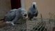 African Grey Parrot Birds for sale in 3801 E Willow St, Long Beach, CA 90815, USA. price: NA