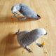 African Grey Parrot Birds for sale in New Jersey Turnpike, Kearny, NJ, USA. price: $450