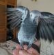 African Grey Parrot Birds for sale in New Jersey Turnpike, Kearny, NJ, USA. price: $500