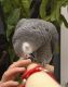 African Grey Parrot Birds for sale in Phoenix, AZ, USA. price: $500