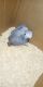 African Grey Parrot Birds for sale in Odessa, TX 79763, USA. price: NA