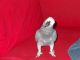 African Grey Parrot Birds for sale in Holt, FL 32564, USA. price: NA