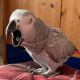 Африканский серый попугай птицы