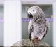 African Grey Parrot Birds for sale in Turkini, Bangladesh. price: 800 BDT