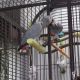 African Grey Parrot Birds for sale in Austin, TX, USA. price: $600