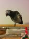 African Grey Parrot Birds for sale in 26 Flint Ridge Dr, Shillington, PA 19607, USA. price: NA