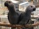 African Grey Parrot Birds for sale in Houston, TX, USA. price: NA