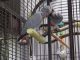 African Grey Parrot Birds for sale in CA-99, Los Molinos, CA, USA. price: NA