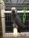 African Grey Parrot Birds for sale in San Diego, CA, USA. price: $5,000