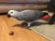 African Grey Parrot Birds for sale in Las Vegas, NV, USA. price: $1,900